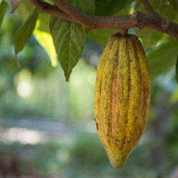 Ziarno Kakaowca Prażone z Peru, BIO