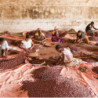 Ziarno Kakaowca Prażone z Madagaskaru, BIO